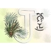 Pine
Please click to see image details
