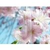 Cherry blossoms
Please click to see image details