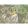 Butterfly
Please click to see image details