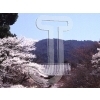 Cherry blossoms
Please click to see image details
