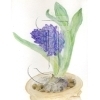 Hyacinth
Please click to see image details