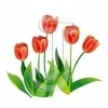Tulip
Please click to see image details