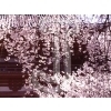 Cherry blossoms
Please click to see image details