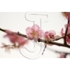 Peach
Please click to see image details