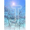 Cherry blossoms
Please click to see image details