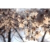 Cherry blossoms
Please click to see image details
