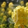 Rape blossoms
Please click to see image details