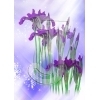 Iris
Please click to see image details