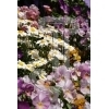 Field of flowers
Please click to see image details