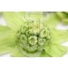 Butterbur sprout
Please click to see image details