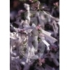Omikuji
Please click to see image details