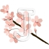 Cherry Blossom
Please click to see image details