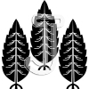 Three japanese cedar
Please click to see image details