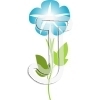 Morning glory
Please click to see image details