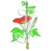 Morning glory
Please click to see image details