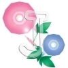 Morning glory
Please click to see image details