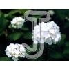 Hydrangea
Please click to see image details