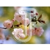 Cherry Blossom
Please click to see image details