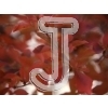 Autumn Leaves
Please click to see image details