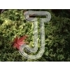 Japanease maple leaf
Please click to see image details