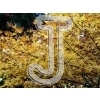 Autumn Leaves
Please click to see image details