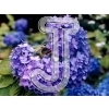 Hydrangea
Please click to see image details