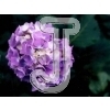 Hydrangea
Please click to see image details