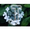 Hydrangea
Please click to see image details