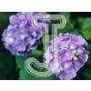 Hydrangea
Please click to see image details