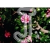 Pink camellia
Please click to see image details
