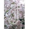 Cherry Blossom
Please click to see image details