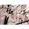 Cherry Blossom
Please click to see image details