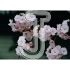 Cherry Blossom
Please click to see image details
