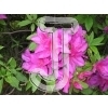 Azalea
Please click to see image details