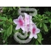 Azalea
Please click to see image details