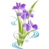 Japanese iris
Please click to see image details