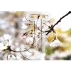 Cherry Blossom
Please click to see image details