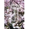 Cherry Blossom
Please click to see image details
