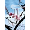 Cherry Blossom
Please click to see image details