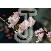 Cherry Blossom
Please click to see image details