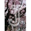 Cherry Blossom
Please click to see image details