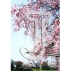 Cherry Blossom
Please click to see image details