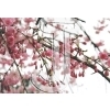 Cherry Blossom
Please click to see image details