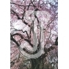 Cherry Blossom
Please click to see image details