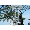 Pine Tree
Please click to see image details