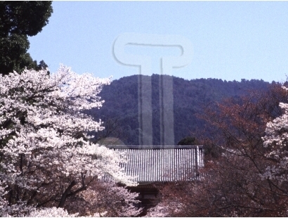 Cherry blossoms