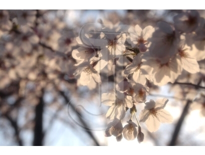 Cherry blossoms