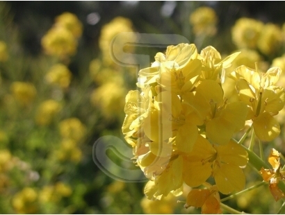 Rape blossoms